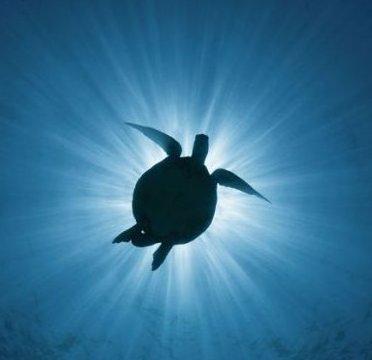 turtle-eclipse