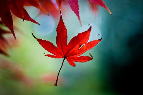 Je laisserai tout à ma mort… (Roger Munier)