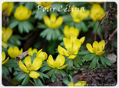 fleursjaunes_printemps