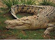 Elle retrouve fils dans maison avec crocodile