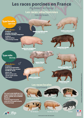 Presque Une Leçon De Chose Mâles Et Femelles Dans La Ferme
