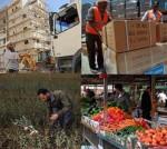 Travailleurs palestiniens.jpg