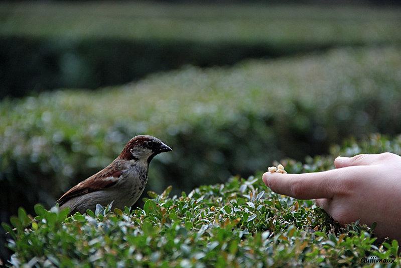 Le-gouter-des-piafs-2.jpg