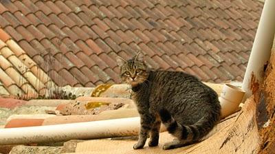 Des Nouvelles de Modestine