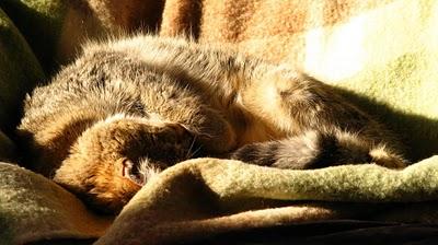 Des Nouvelles de Modestine