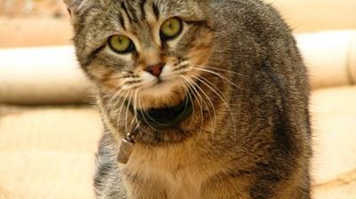 Des Nouvelles de Modestine