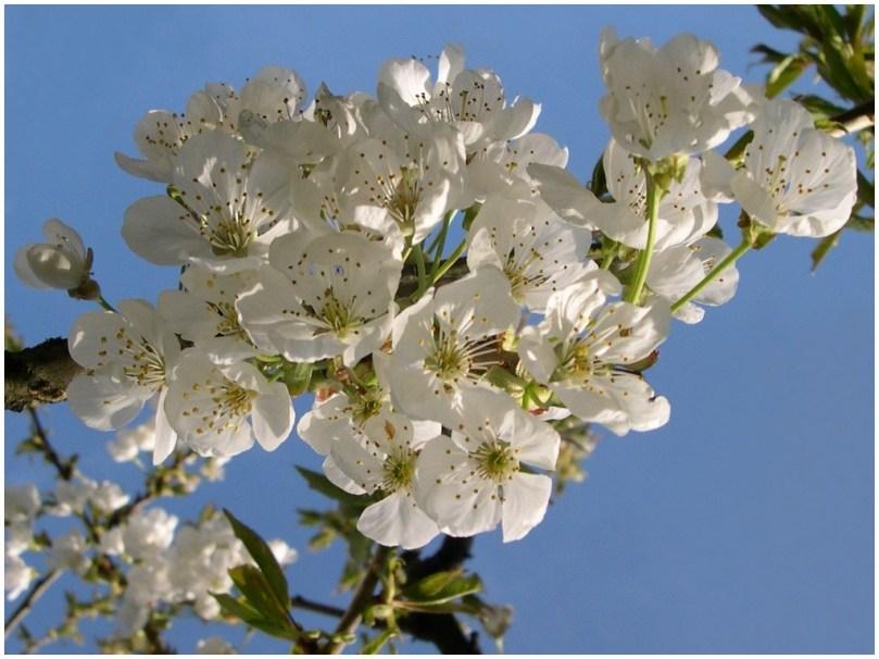 Le printemps (Sugawara no Michizane)