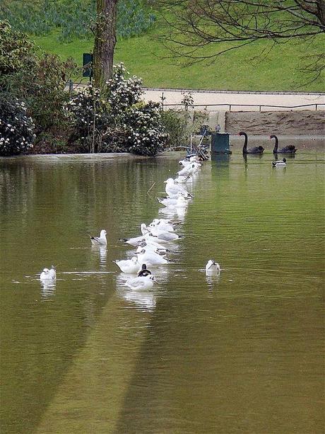 Un oiseau ou plutôt un oisouille... DSC05666