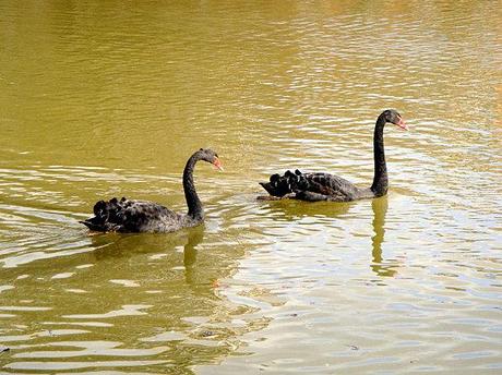 Un oiseau ou plutôt un oisouille... DSC05654