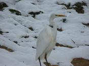 Dans plaine enneigée (Dôgen)