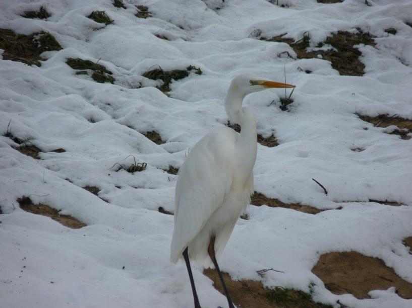 Dans la plaine enneigée (Dôgen)