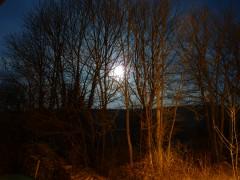 anémone pulsatille,jura,frêne,christian cottet-emard,william alwyn,michael armstrong,treble recorder,baryton,soprano,carnet,blog littéraire de christian cottet-emard,musique,campagne,franche-comté