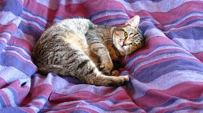 DéfifotoRejets d'escaliers