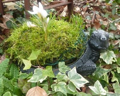 Une tortue gratte- pieds, &nbsp;dont la carapace en coco ...