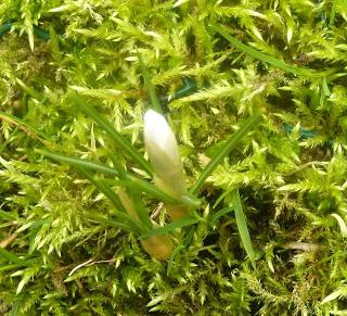 Une tortue gratte- pieds, &nbsp;dont la carapace en coco ...