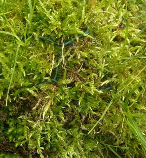 Une tortue gratte- pieds, &nbsp;dont la carapace en coco ...