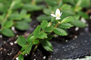 Fleur de Begonia foliosa