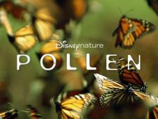 Pollen monde fleurs pollinisateurs