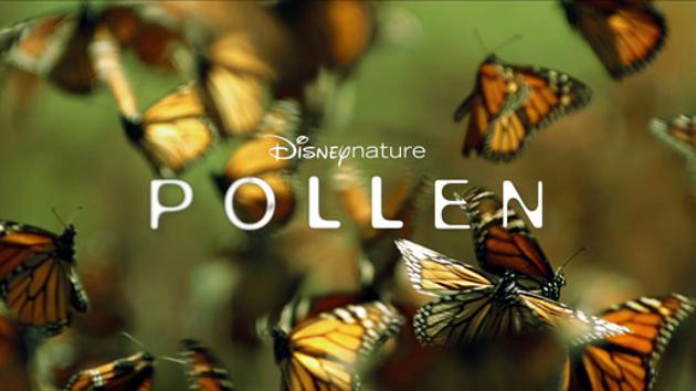 Pollen – Un monde de fleurs et de pollinisateurs !