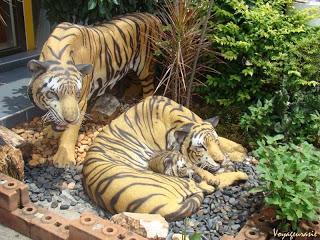 Caresser les tigres de Chiang Mai (Vidéo)