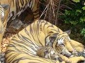 Caresser tigres Chiang (Vidéo)
