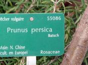 réveil Prunus