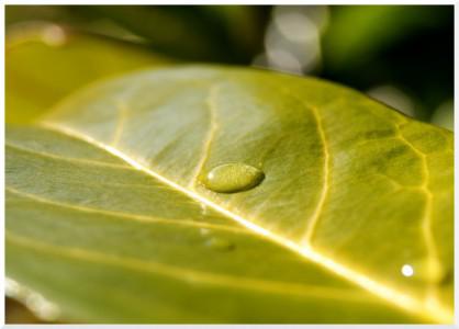 On a leaf…