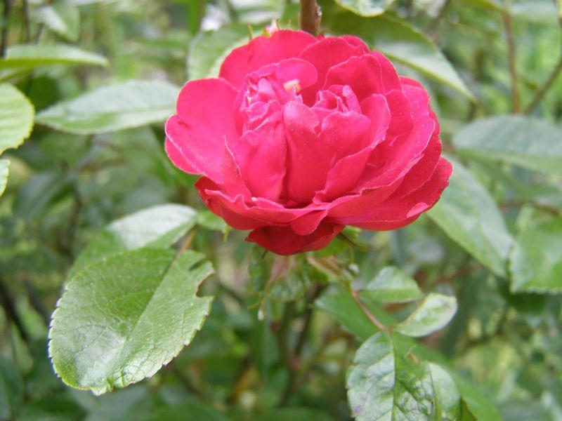 Reste en-deçà de l’approche (Roger Munier)