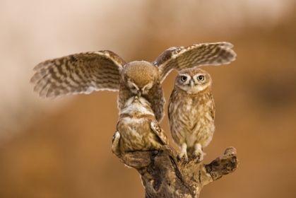 wildlife_owls