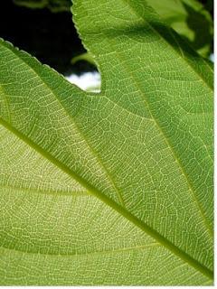 Nouveau label BIO pour les produits cosmétiques en Europe !