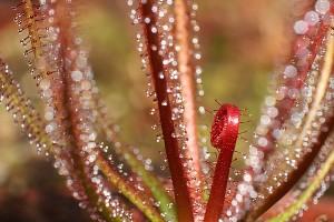 Drosera filiformis 'feuilles rouges'