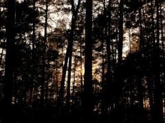 Là-bas (fin) FORET-NUIT.jpg