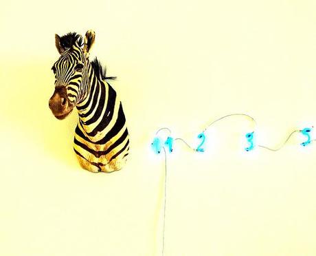 Zebra merz Zebra merz
