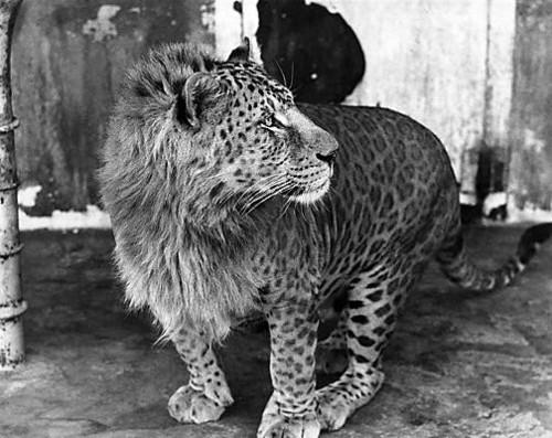 leopon-johnny-is-part-lioness-and-part-leopard.jpeg