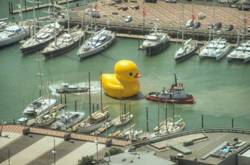 really-a-giant-rubber-duck.jpeg