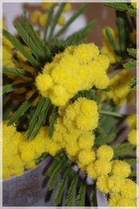 minosa_017_modifi__1