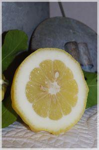 minosa_041_modifi__1