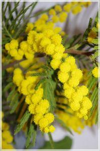 minosa_014_modifi__1