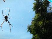 L’arachnophobie quotidien