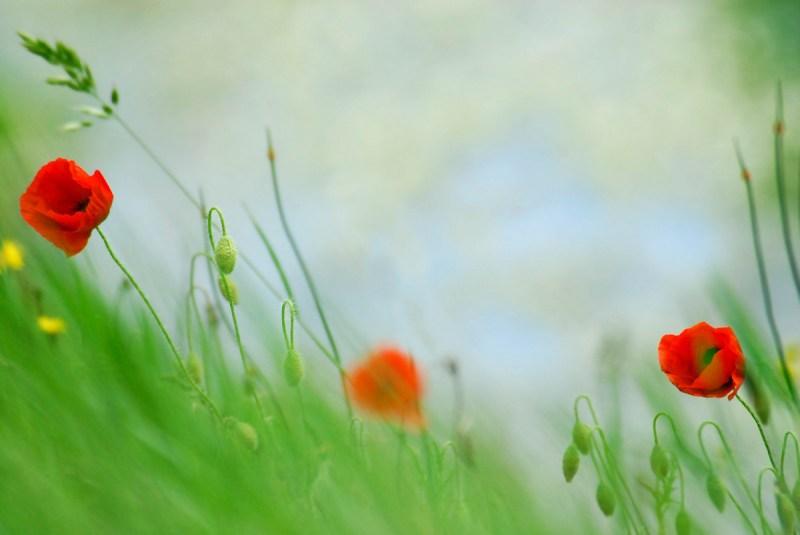 Ce qui compte est peu (Roger Munier)