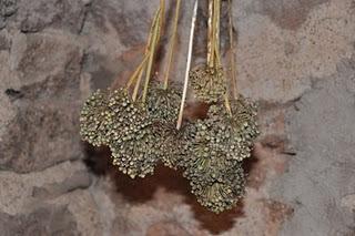 Allium ampeloprasum.