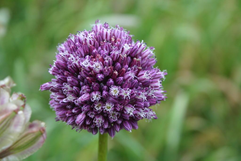 Allium ampeloprasum.