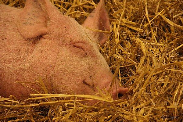 3---cochon.jpg
