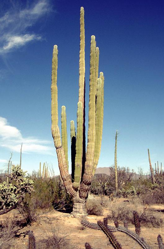 Mon ciel est jonché de cactus fanés (Mahamoud M’Saidie)