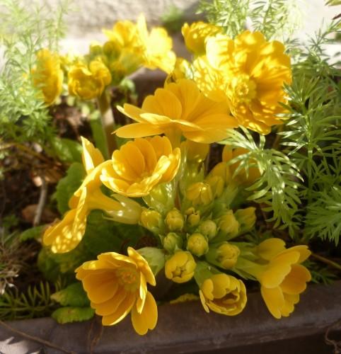 printemps,écriture,poésie,photos