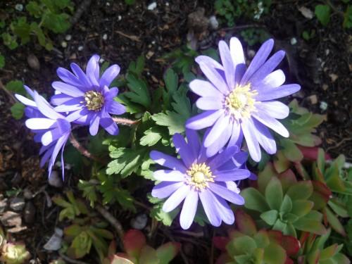 printemps,écriture,poésie,photos