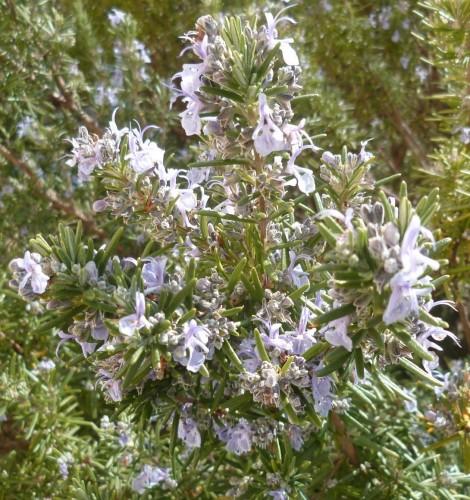 printemps,écriture,poésie,photos