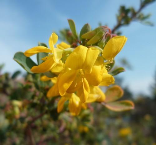 printemps,écriture,poésie,photos