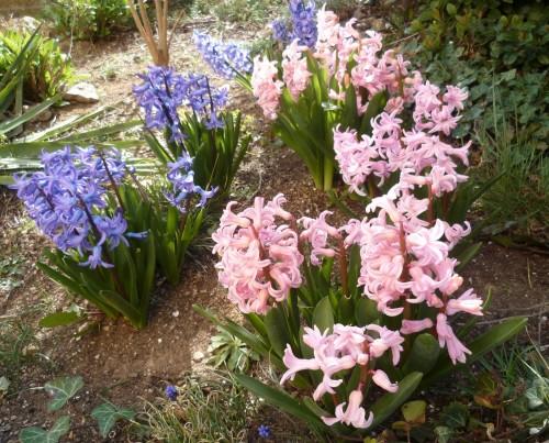 printemps,écriture,poésie,photos