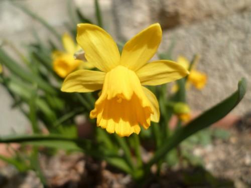 printemps,écriture,poésie,photos